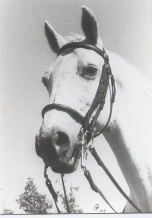 123 Maestoso Platana