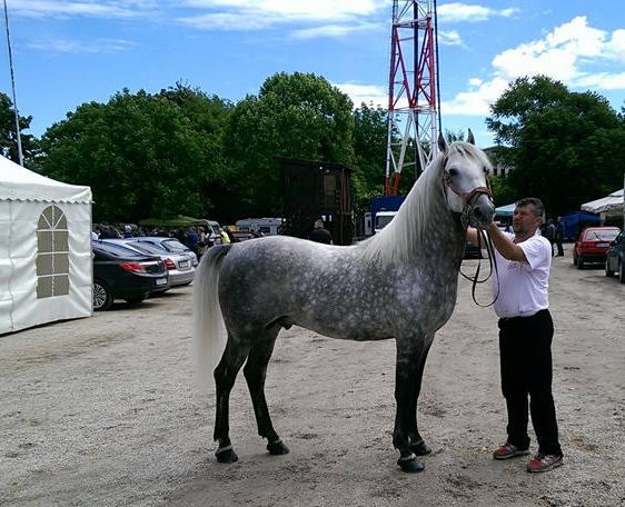 125 Favory Bonadea II