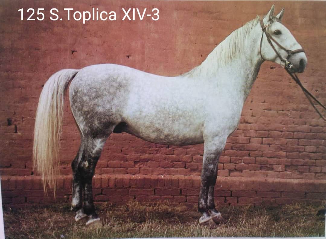 125 Siglavy Toplica XIV-3