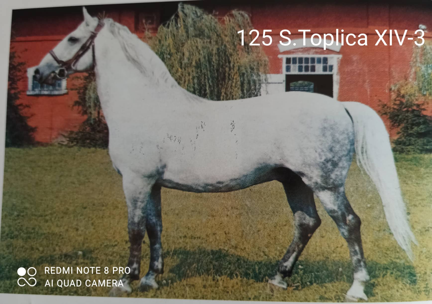 125 Siglavy Toplica XIV-3