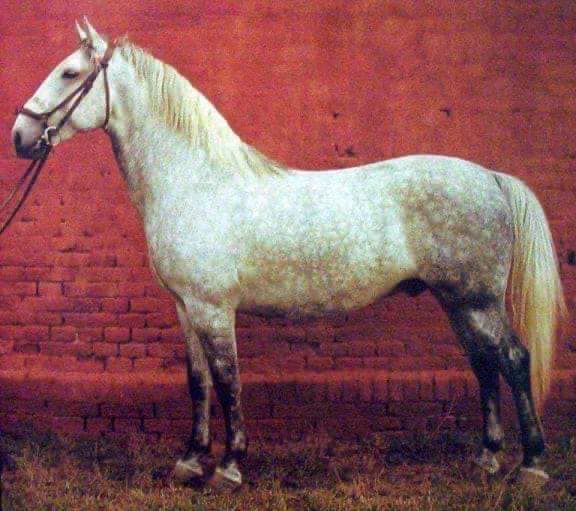 125 Siglavy Toplica XIV-3