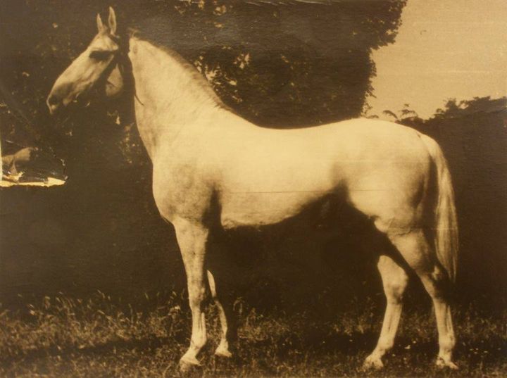 137 Maestoso Batosta XIX