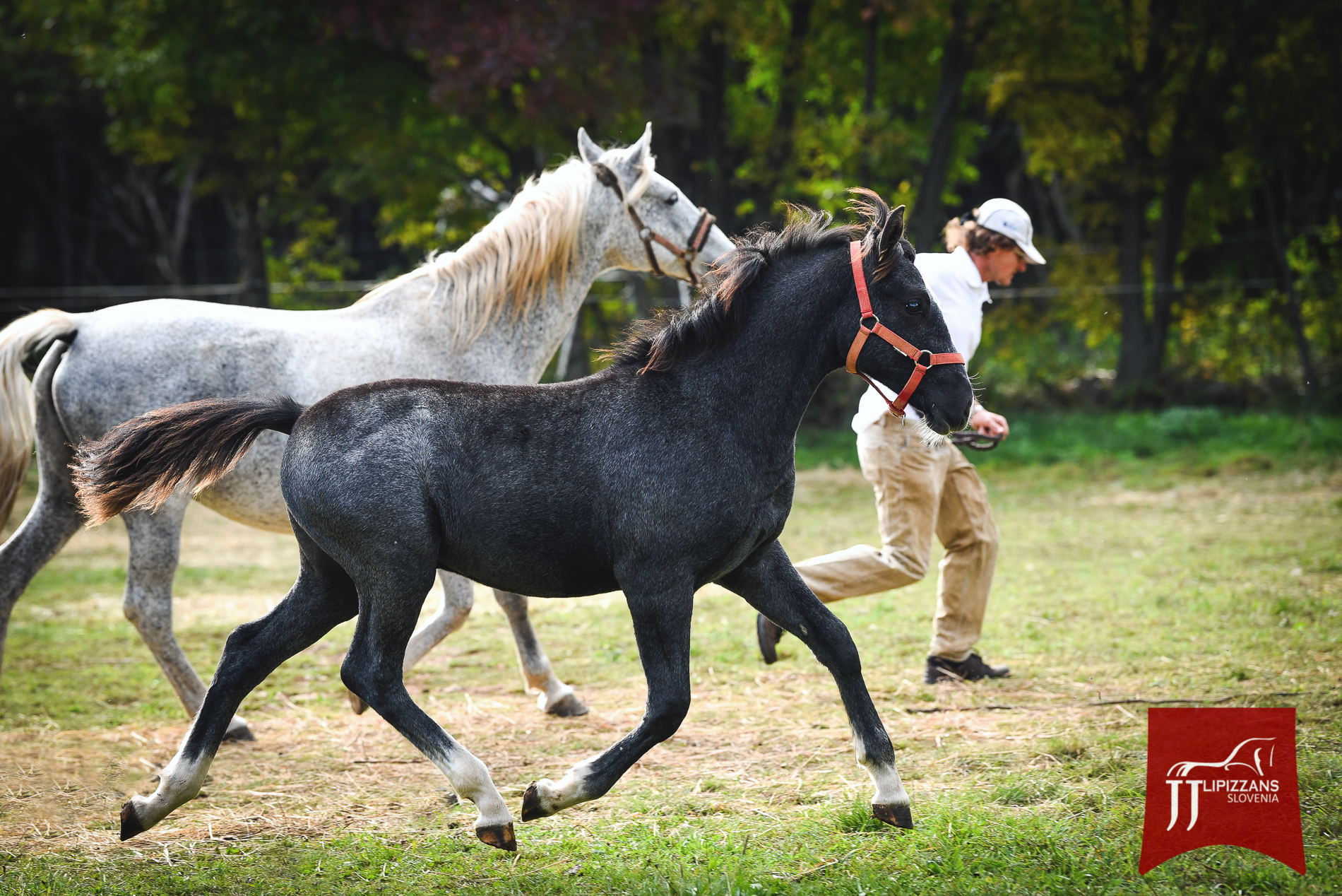 149 Maestoso Bonadea XXXVI