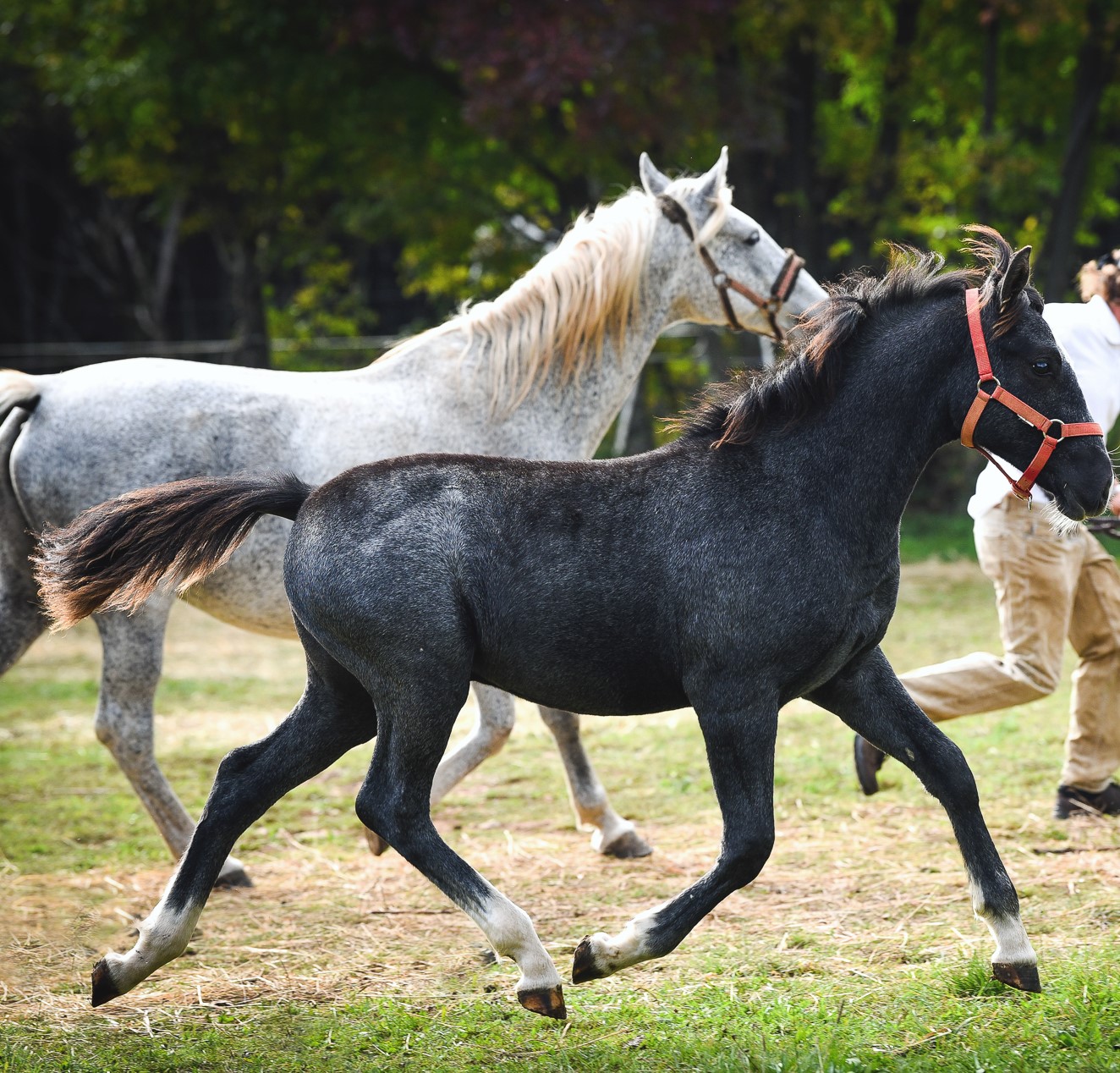 149 Maestoso Bonadea XXXVI