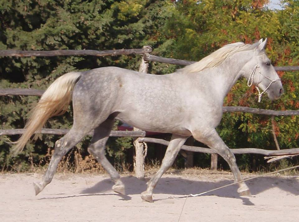 14 Favory Munja VIII-3