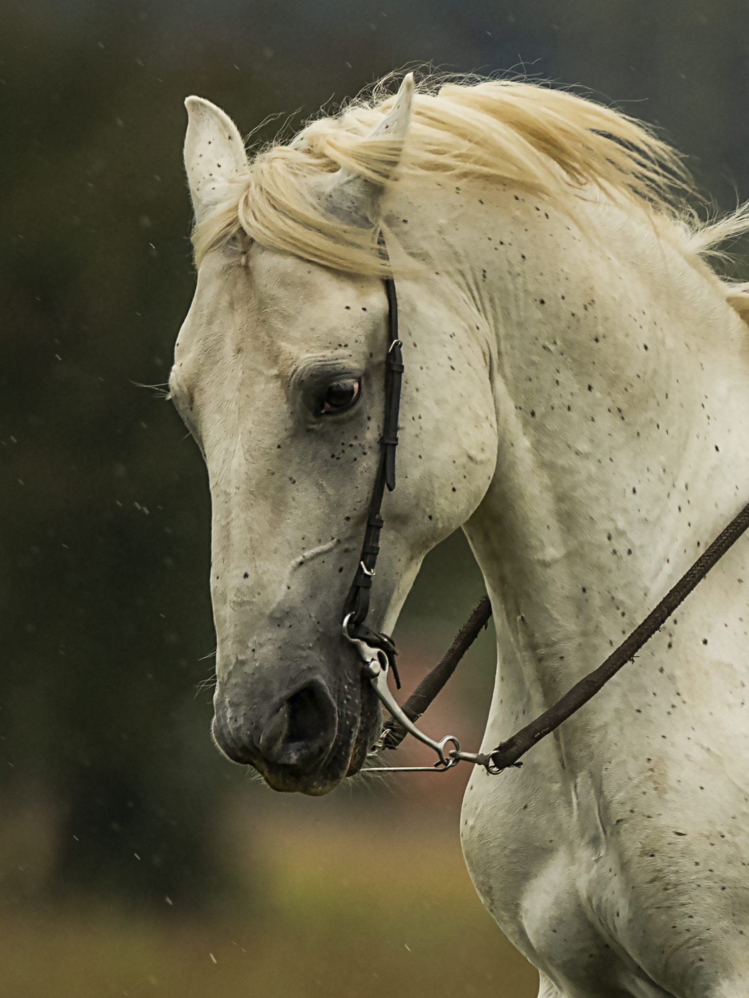 14 Favory Munja VIII-3