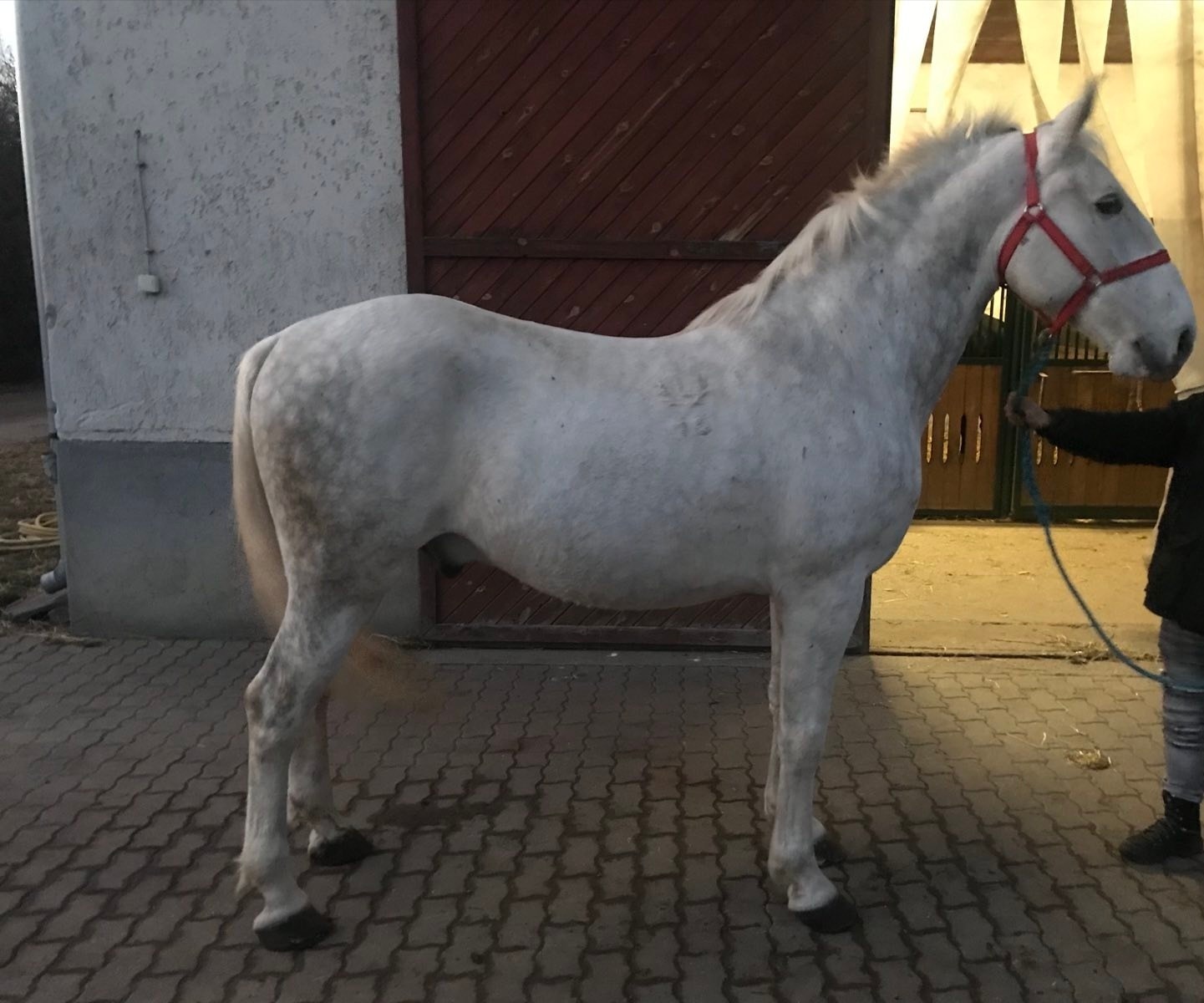 1506 Siglavy Capriola VIII-31 (X. tm)