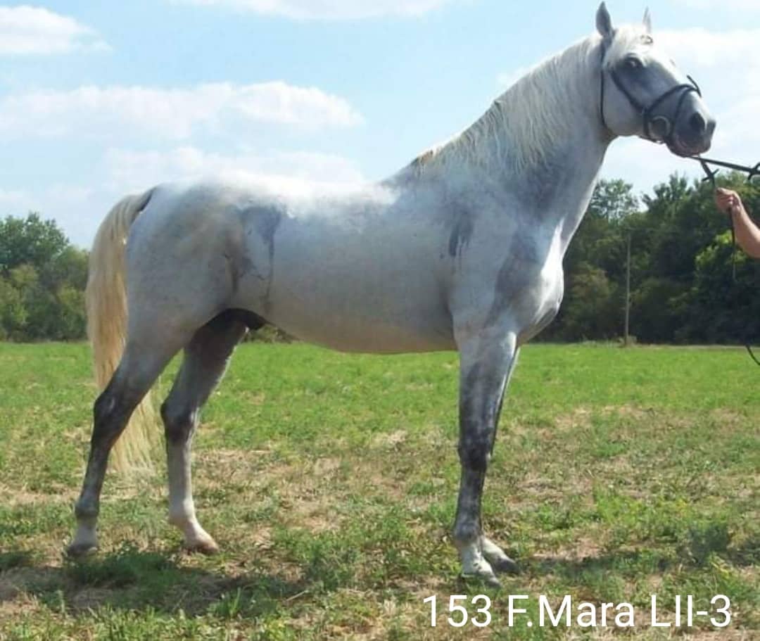 153 Favory Mara LII-3