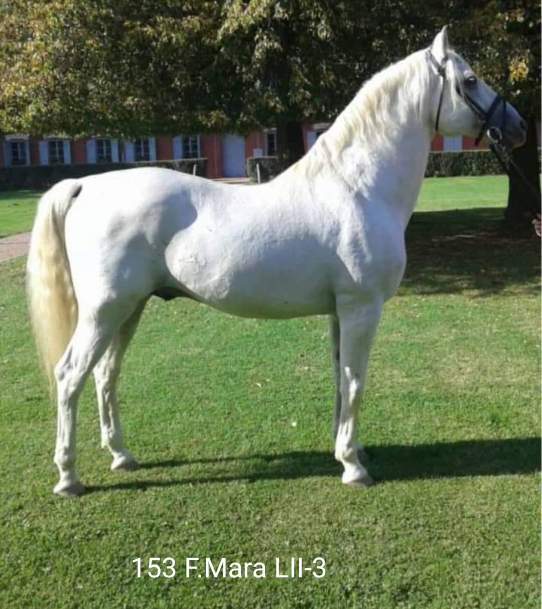 153 Favory Mara LII-3