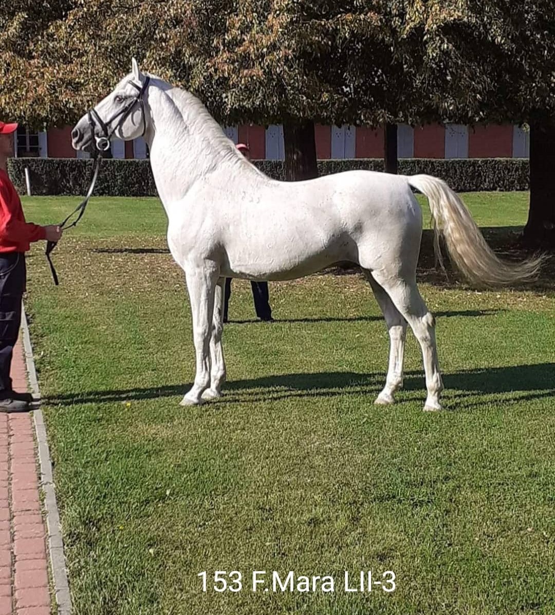 153 Favory Mara LII-3