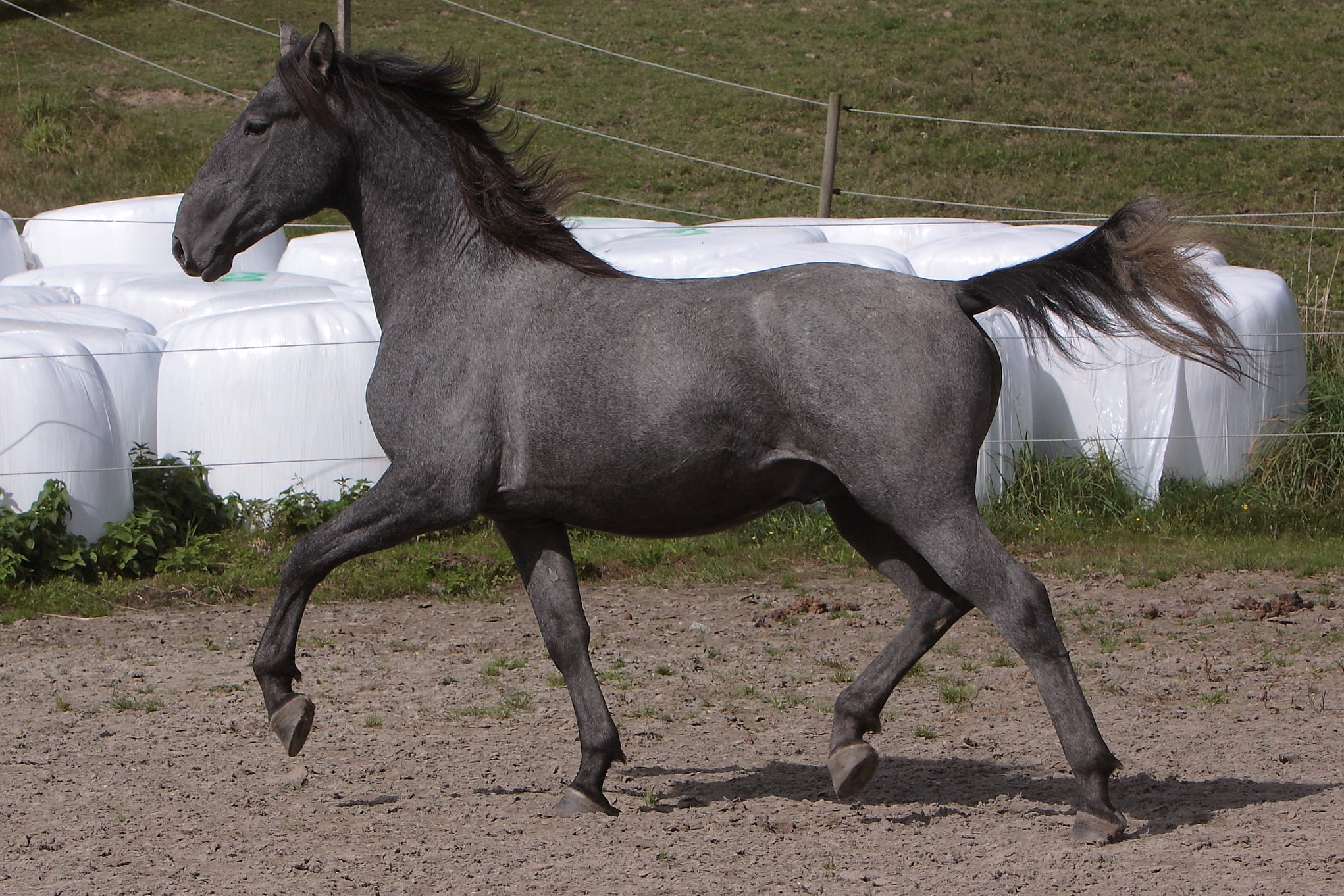153 Neapolitano Trofetta IV