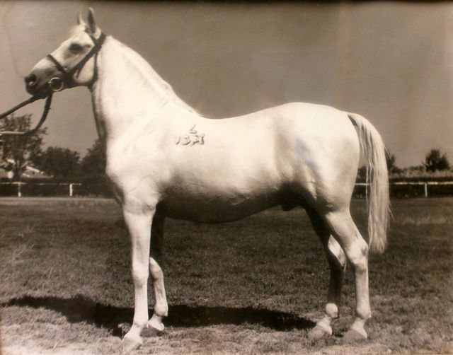 1568 Favory Zenta XXX