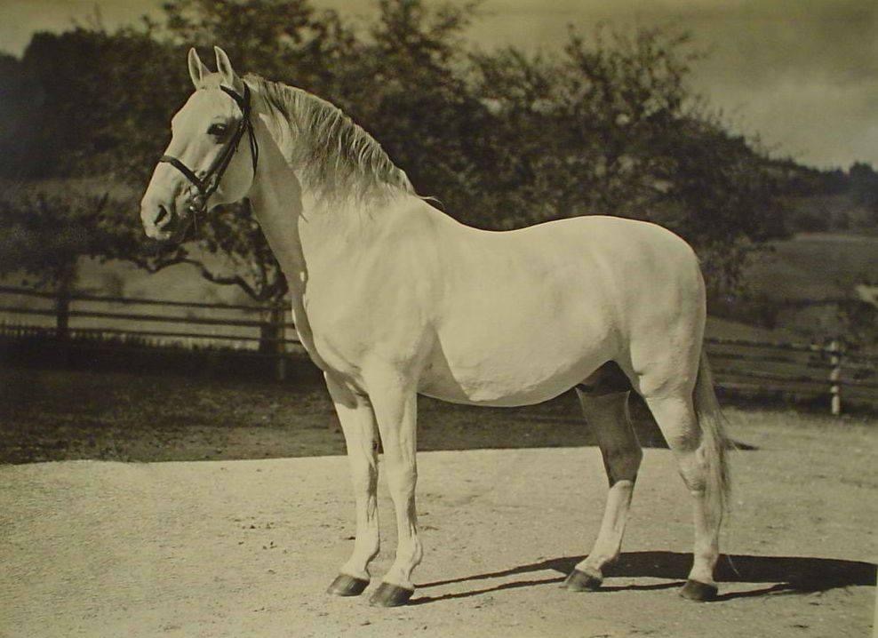 159 Conversano III Montebella