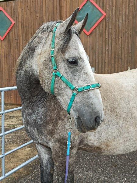 Gabriel Favory Unjoy