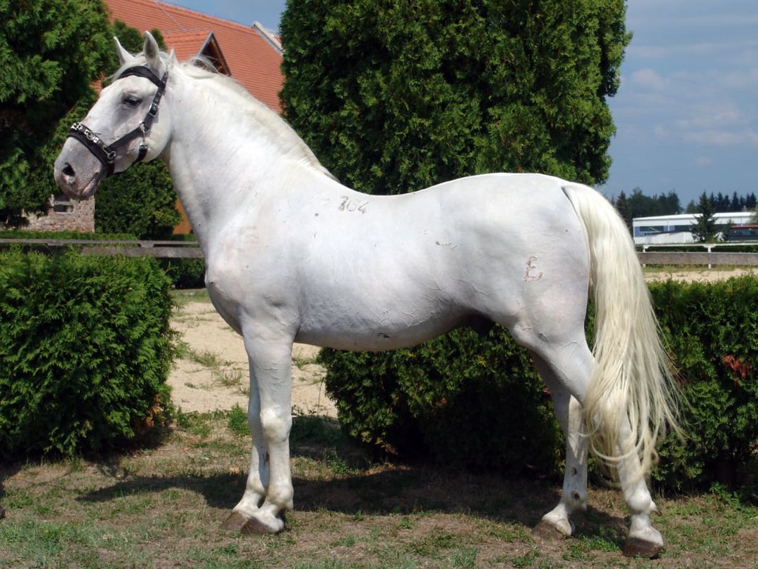 164 Pluto Monteaura III