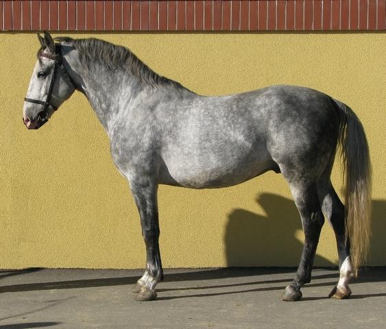 165 Neapolitano Slavonia XXII-1