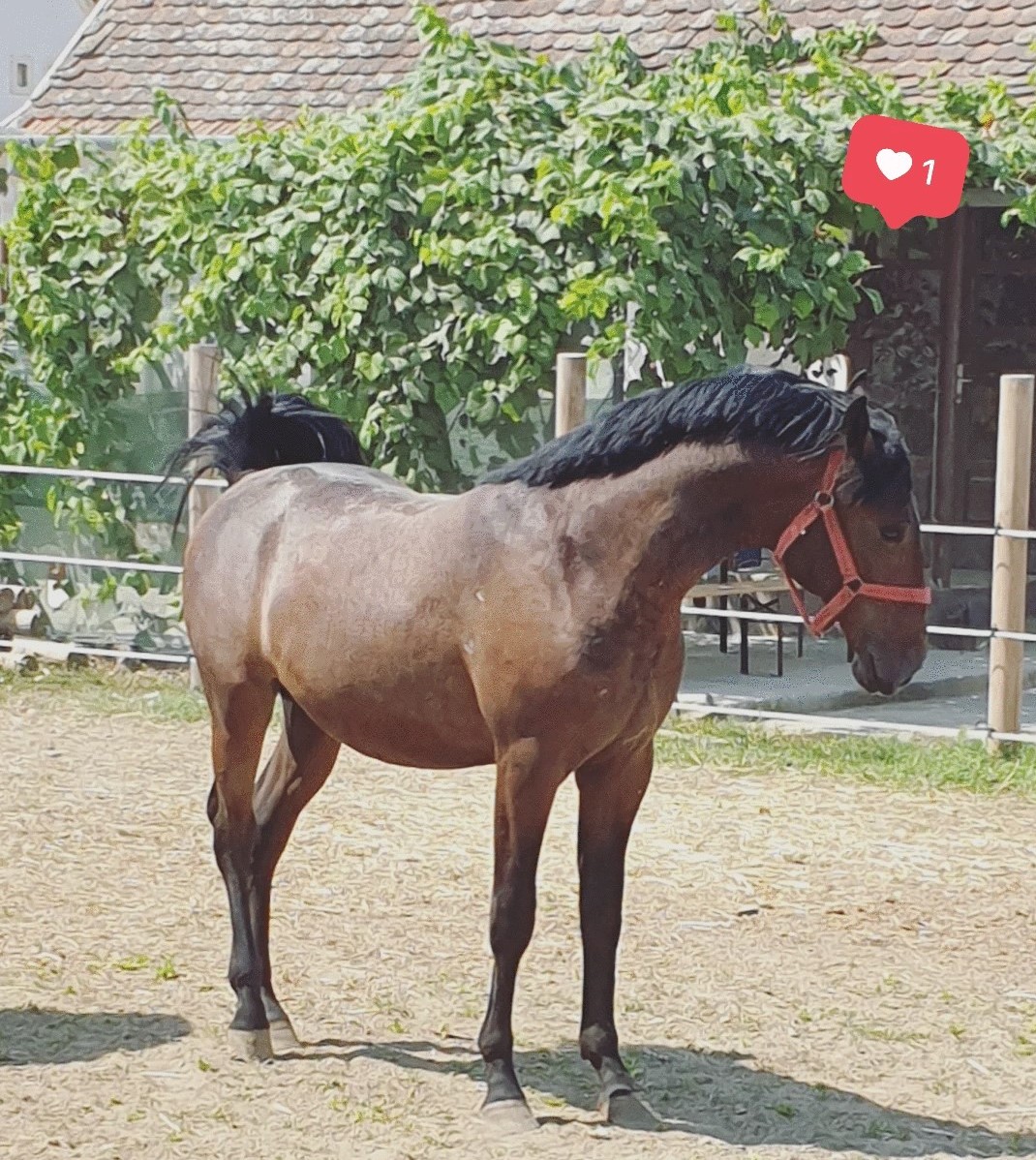 167 Conversano Batosta LXV-1