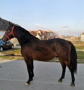 167 Conversano Batosta LXV-1