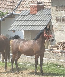 167 Conversano Batosta LXV-1