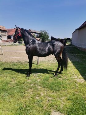 167 Conversano Batosta LXV-1