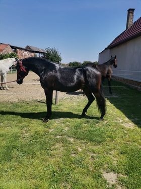 167 Conversano Batosta LXV-1