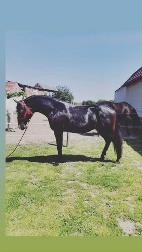 167 Conversano Batosta LXV-1