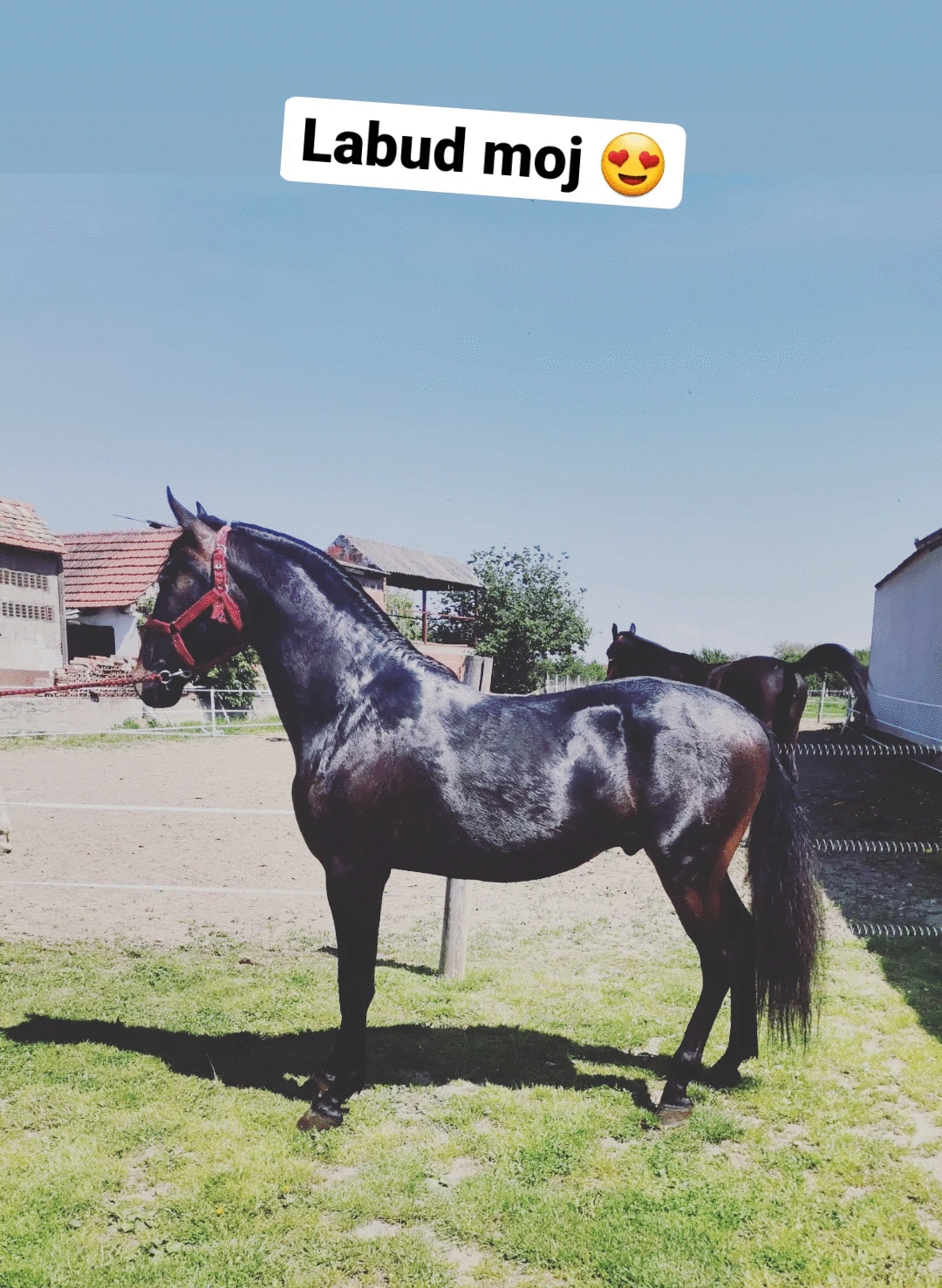 167 Conversano Batosta LXV-1