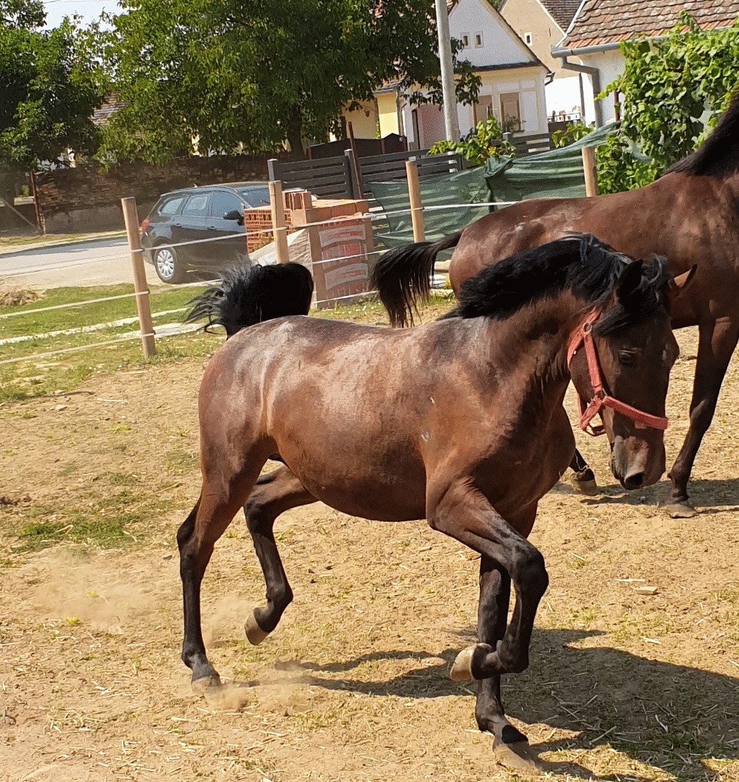 167 Conversano Batosta LXV-1