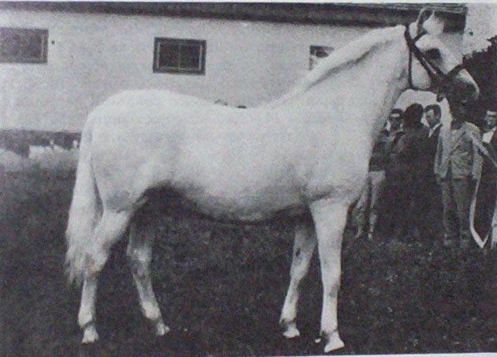 1680 Maestoso Allegra XVI