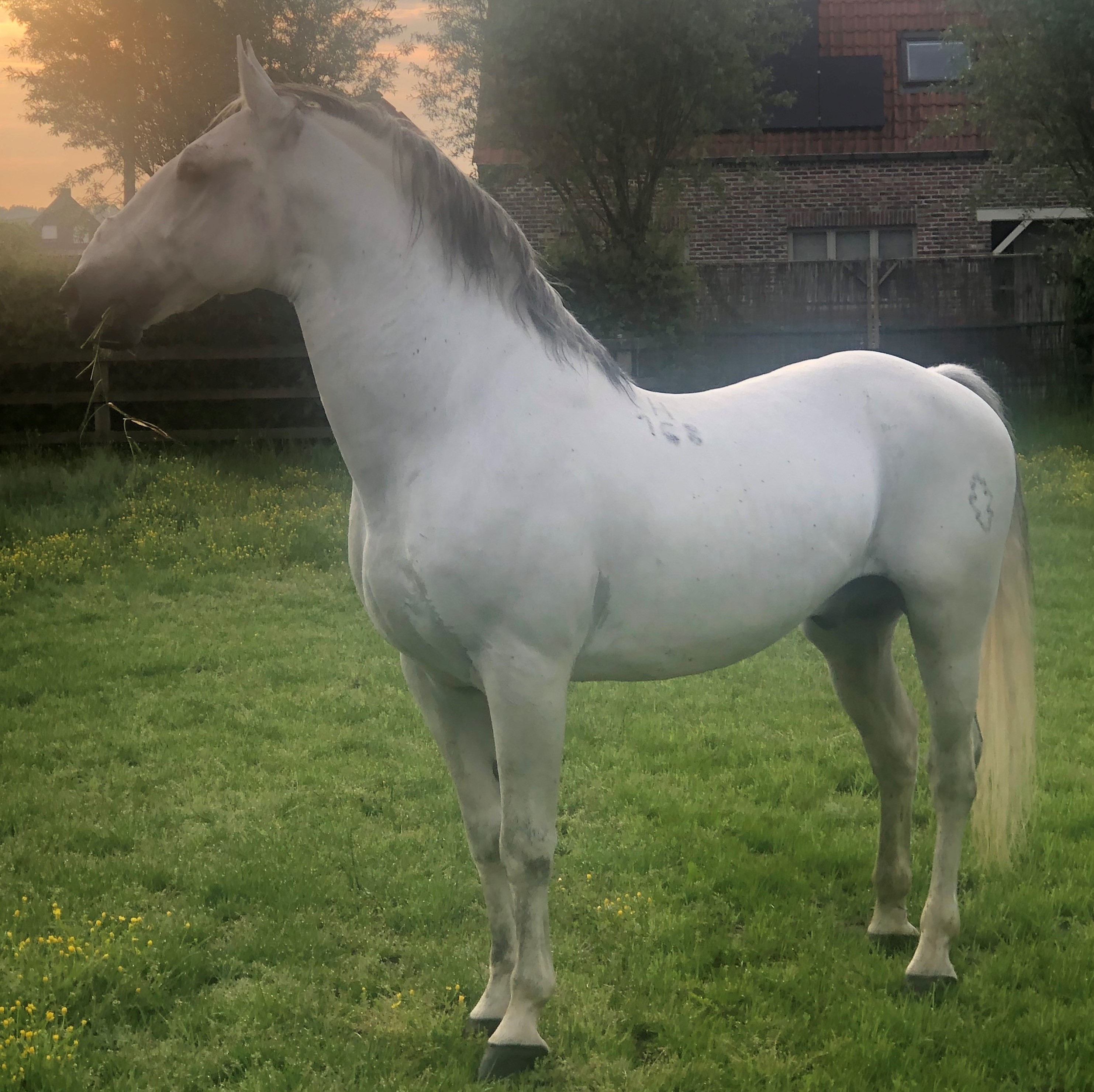 168 Pluto Batosta VIII-1