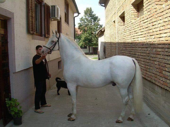 16 Conversano Batosta II