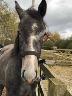 170 Conversano Thais I