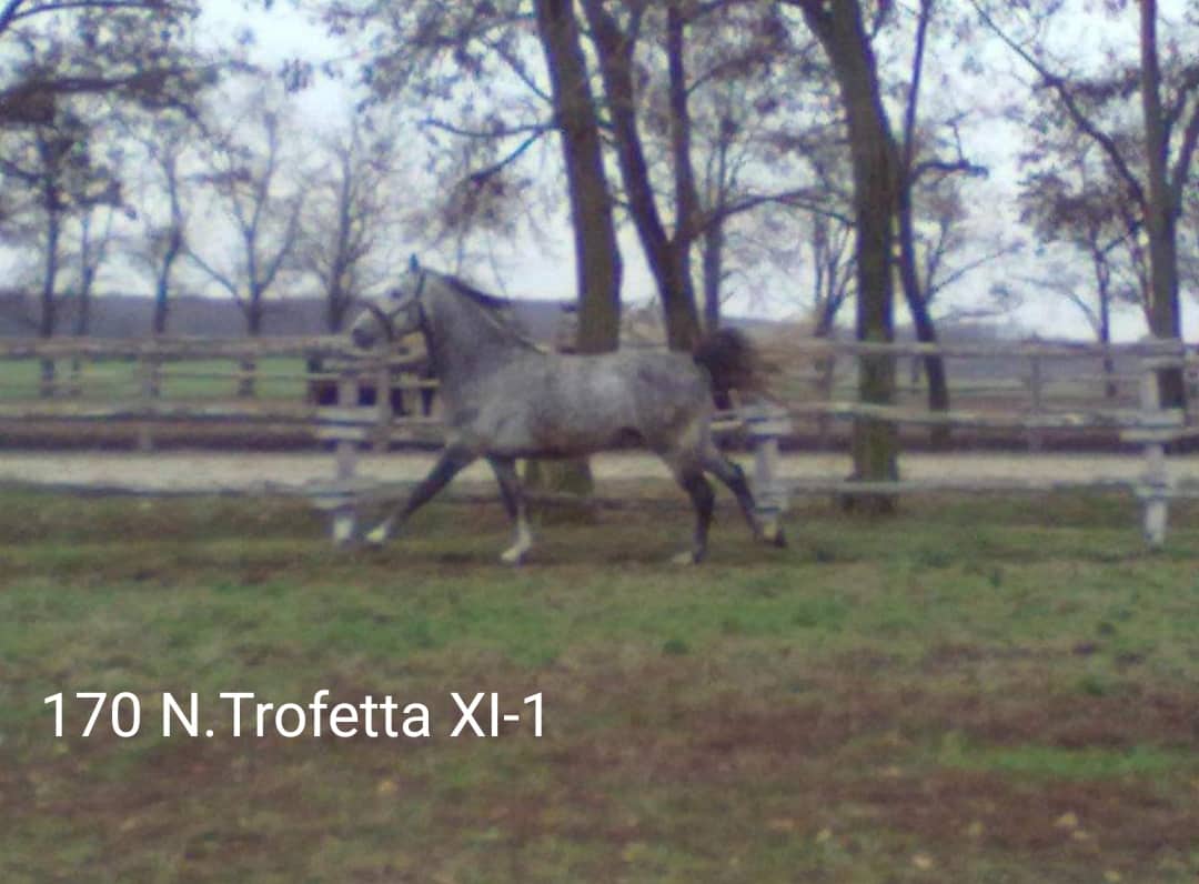 170 Neapolitano Trofetta XI-1