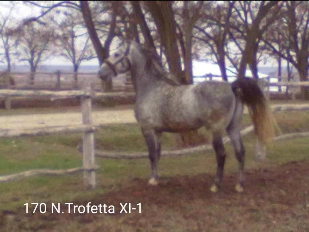 170 Neapolitano Trofetta XI-1