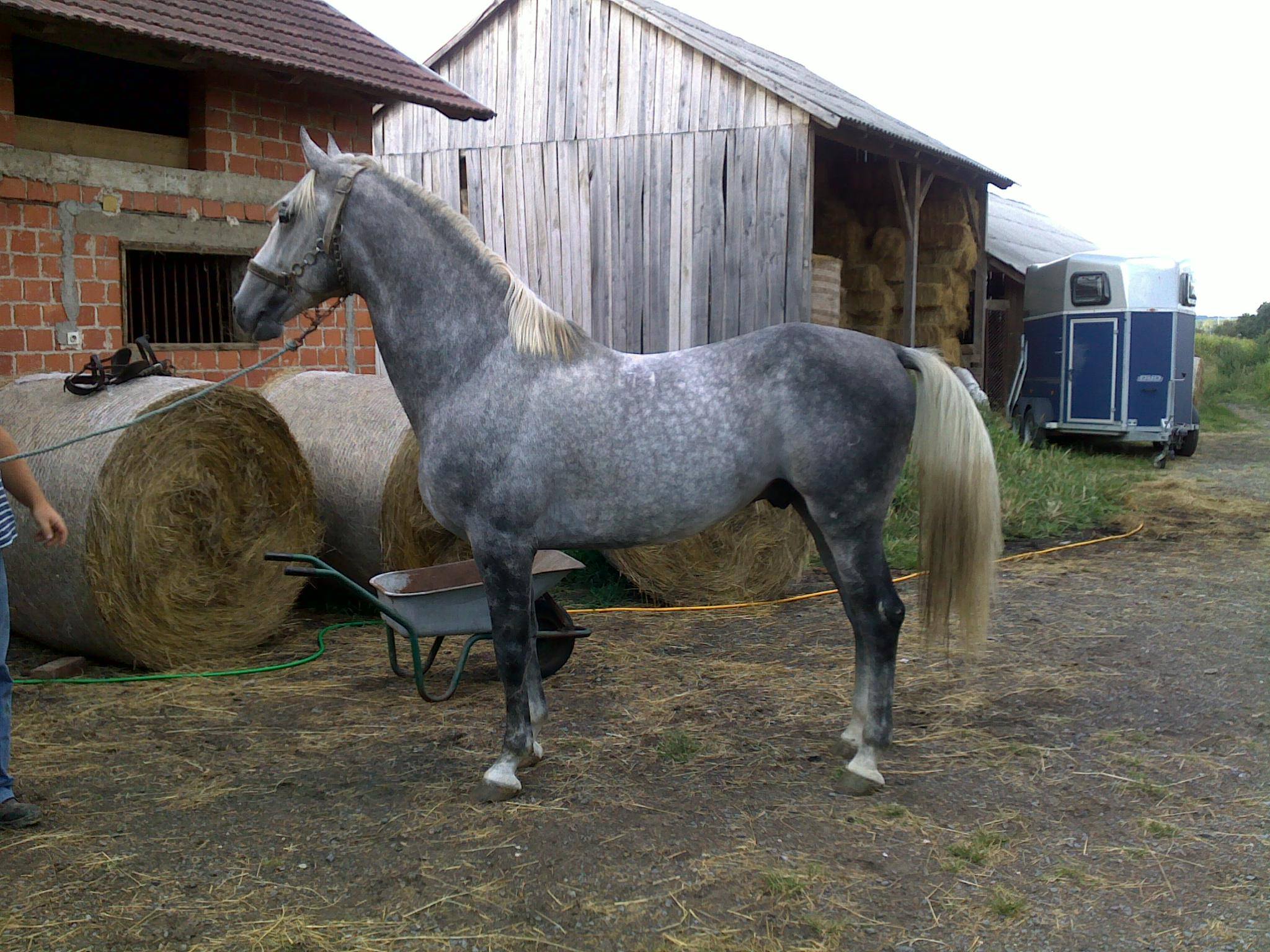 174 Neapolitano Batosta IV-3