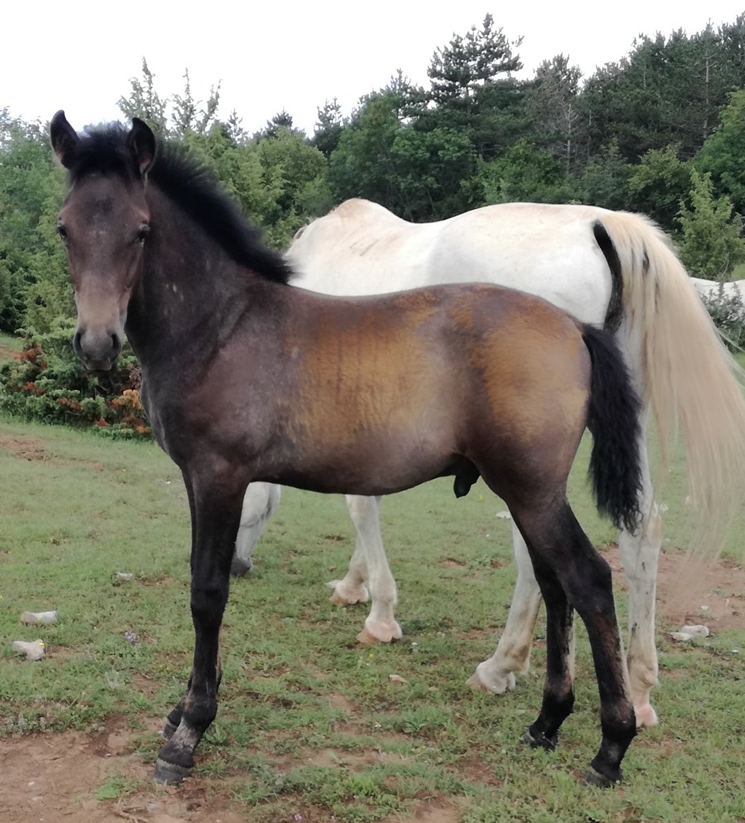 176 Maestoso Betalka XXXIX