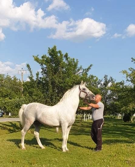 176 Maestoso Santa XLVII-4