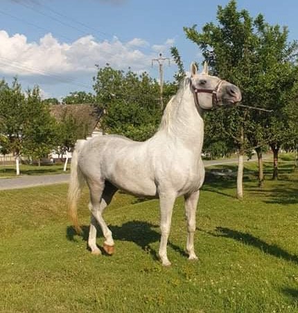 176 Maestoso Santa XLVII-4