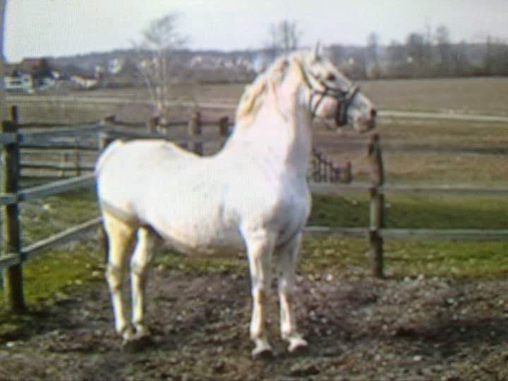 178 Conversano Batosta V