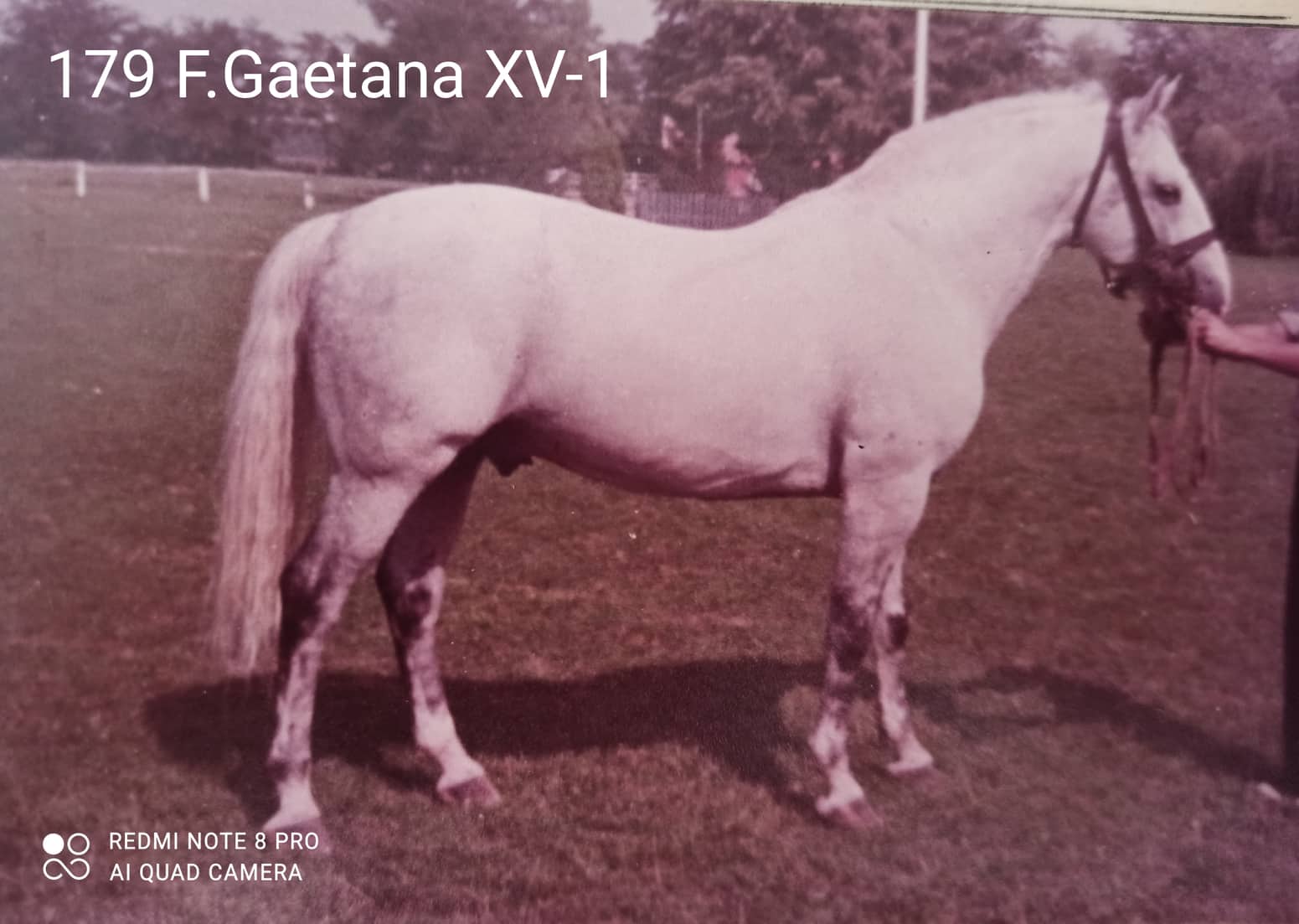 179 Favory Gaetana XV-1