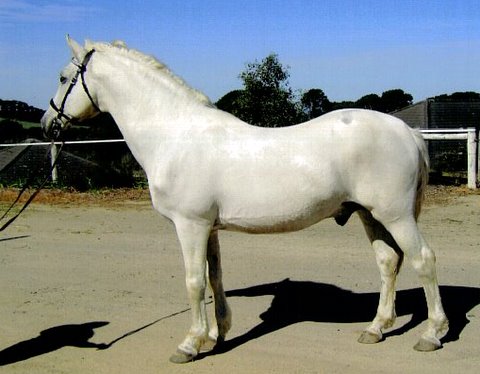 17 Siglavy Monteaura III