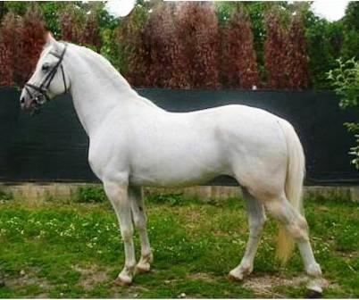 182 Pluto Trofetta XI-7