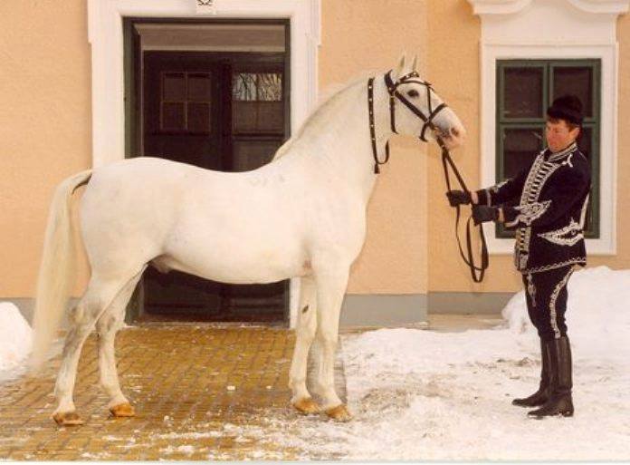 1841 Incitato X-21 (XI. tm)