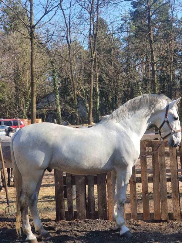 18 Siglavy Neretva XVII