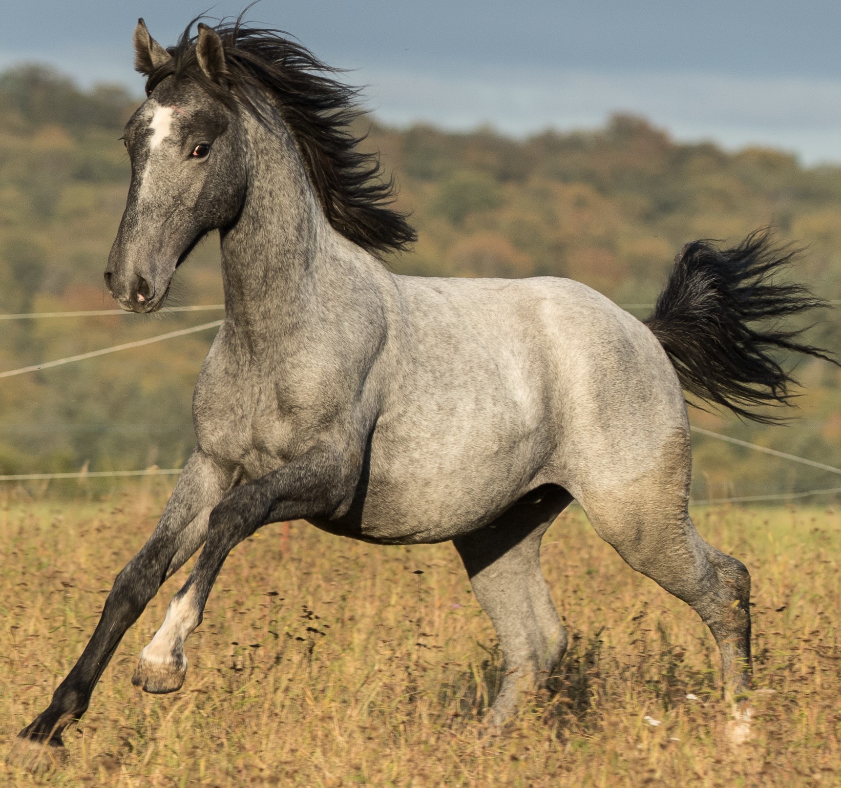 191 Maestoso Allegra XXVI