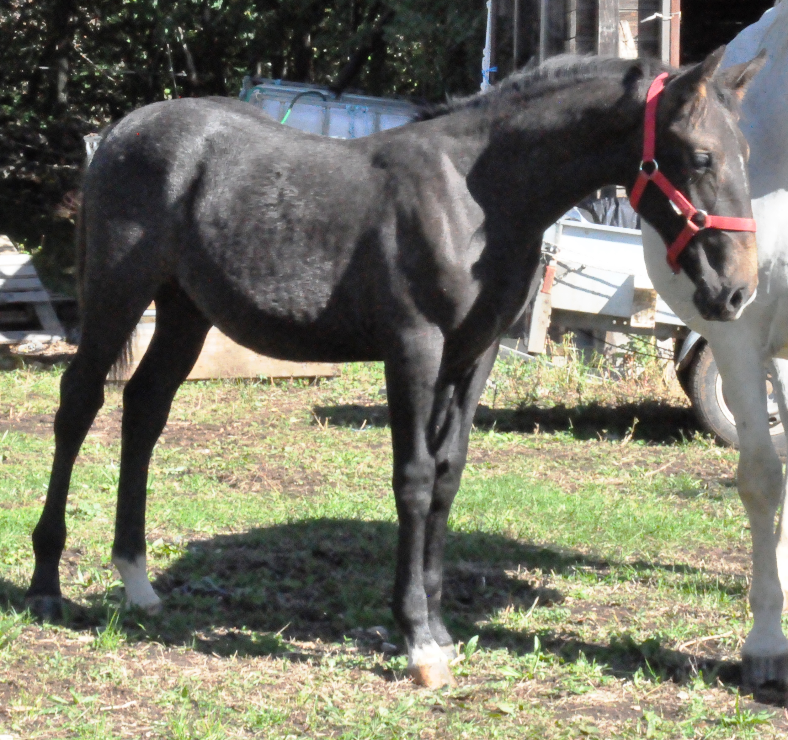 192 Maestoso Trompeta XLVI