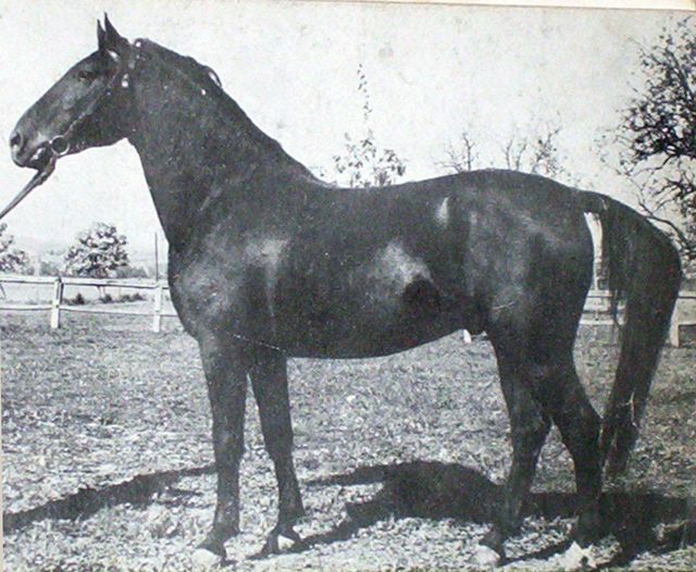 192 Tulipan Jala III