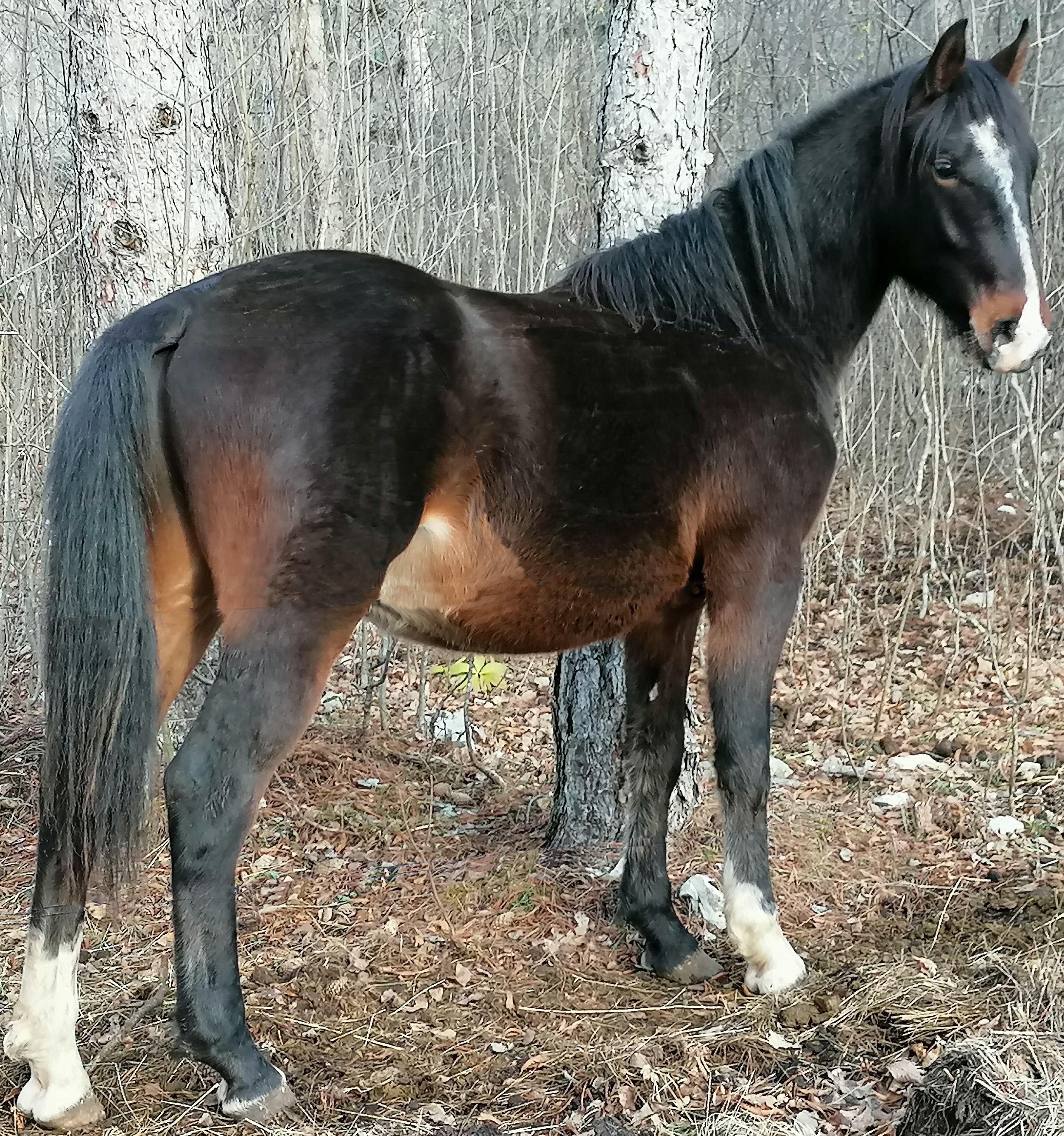 193 Maestoso Bonadea XXXVI