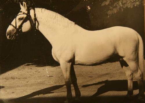 1945 Maestoso XXIX-15 (XXX. tm)