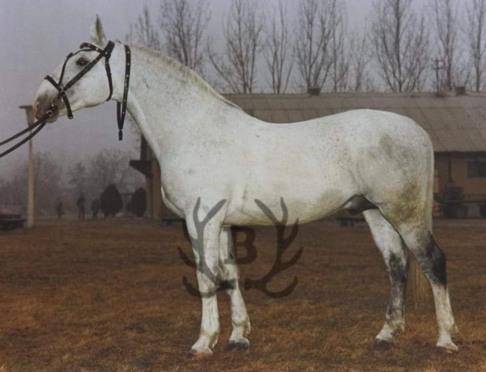 1946 Conversano XXIII-6 (XXIV. tm)